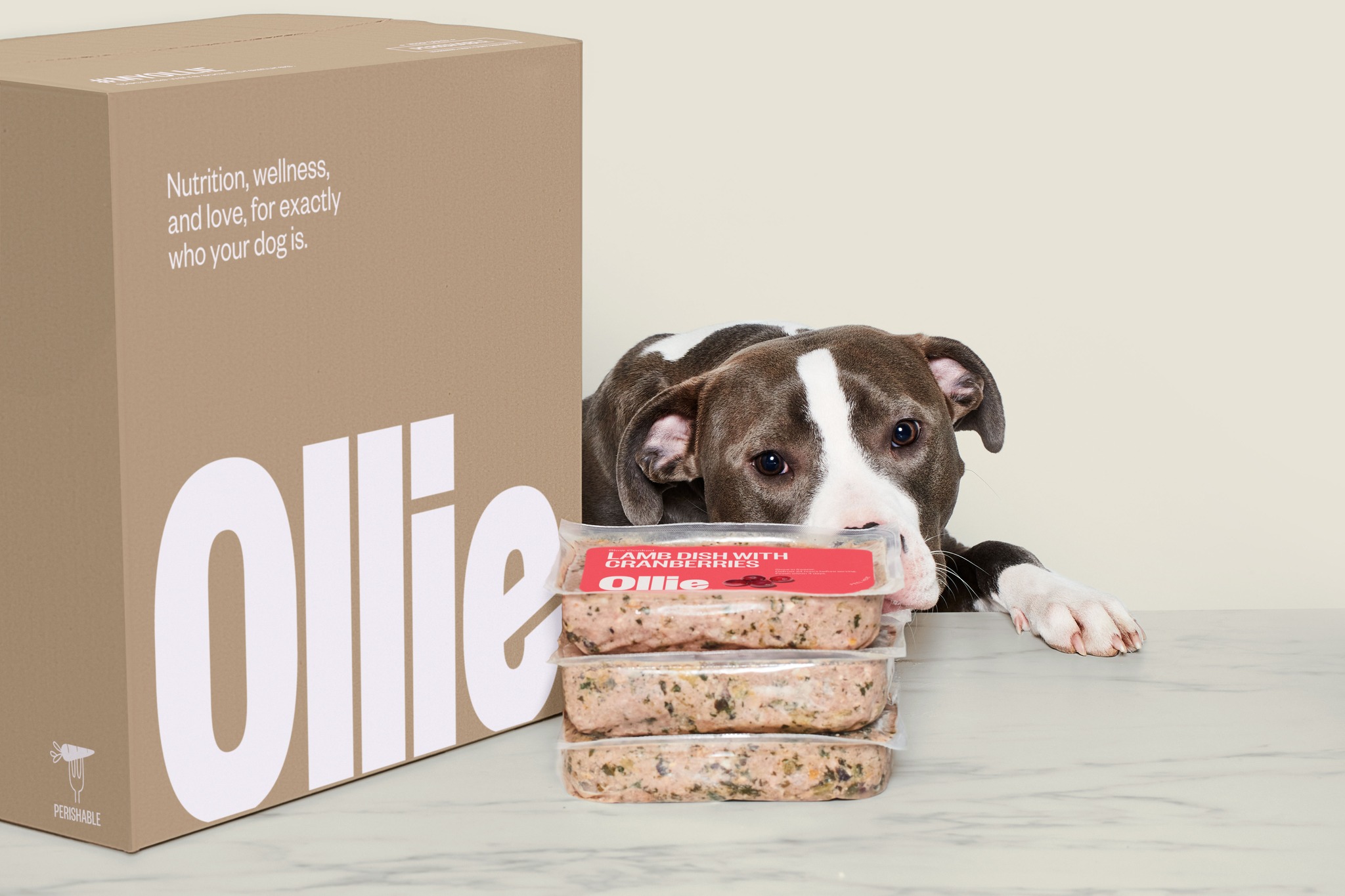 blog post 3: design and dogs: ollie